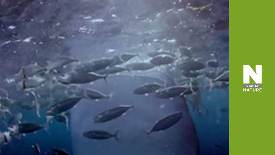 Planet Reef - Protecting Megamouths