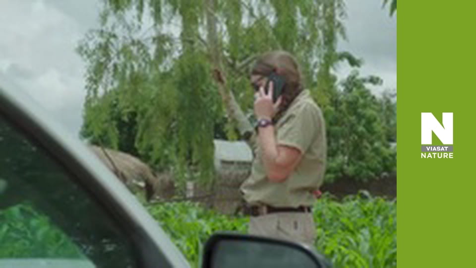 Malawi Wildlife Rescue - How To Catch A Lizard