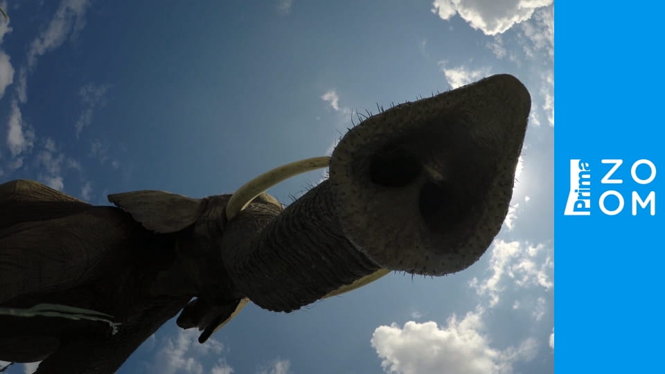 Největší jedlíci přírody