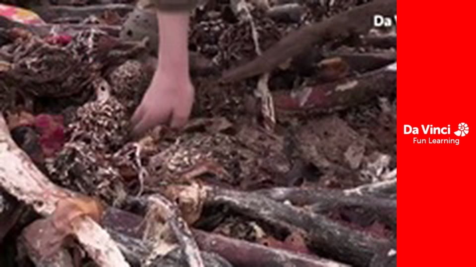 Siyaya - Come Wild With Us - Under the Sea