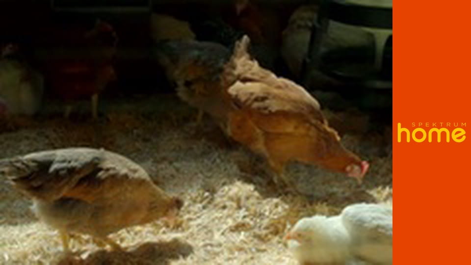 Nový život Sarah Beenyové na venkově S1E3