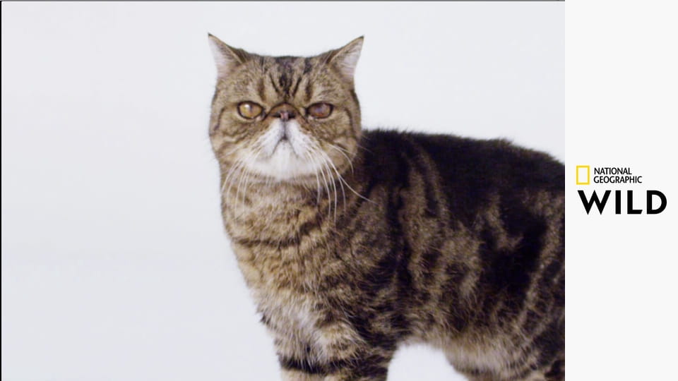 Jedinečná zvířata - výběr S1E1 - Sloni a orangutani