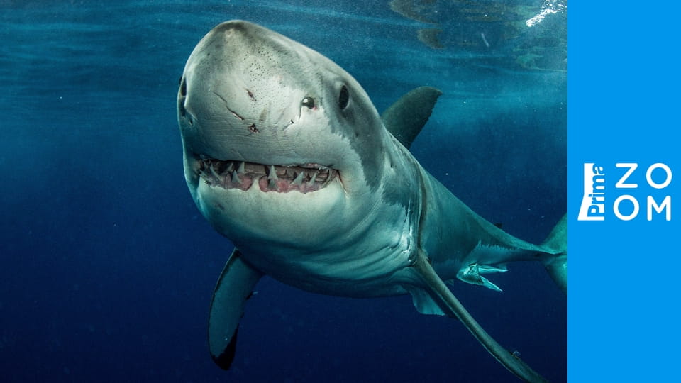 Planeta žraloků E1 - Dokonalý predátor