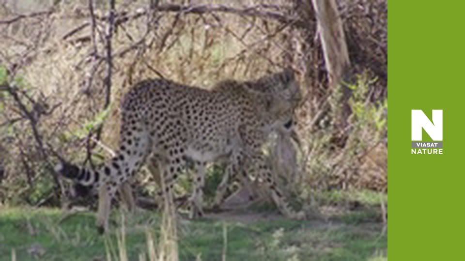 Hot Life: Africa - Cheetah's Burning Plains