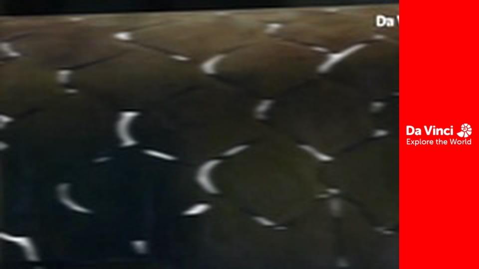 Állatkölykök - Siklók