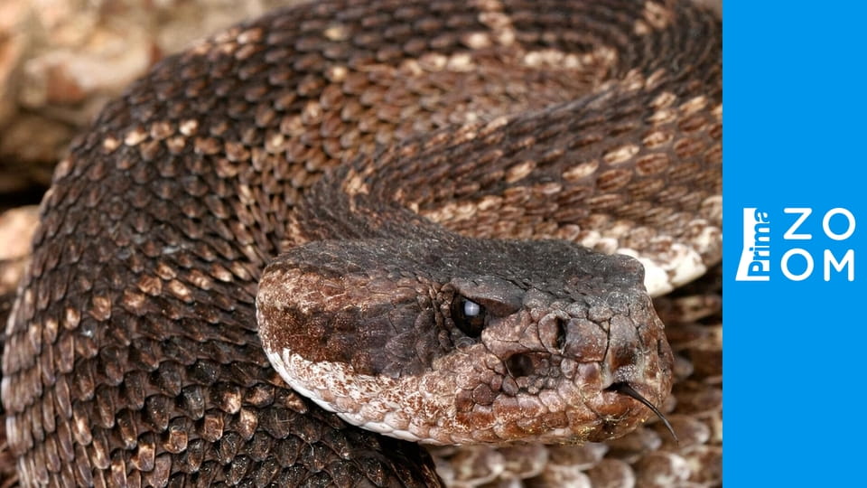 Nejnebezpečnější hadi světa E1 - Indo-Pacifik