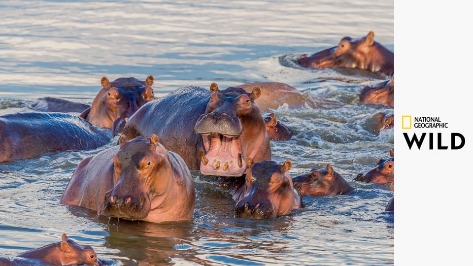 Самые опасные убийцы S1E2 - Ночные сталкеры