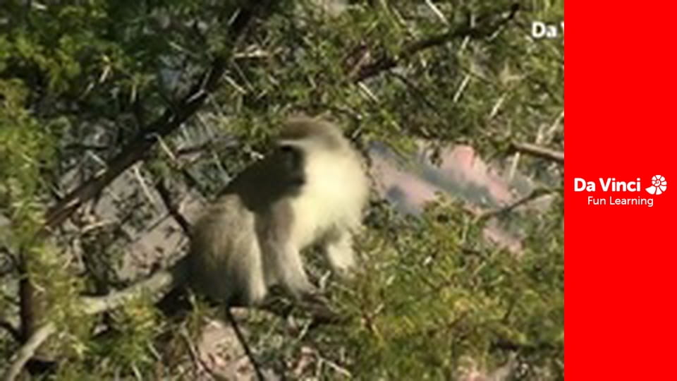 Siyaya - Kalandozz velünk! - Fehérszemű nyomában