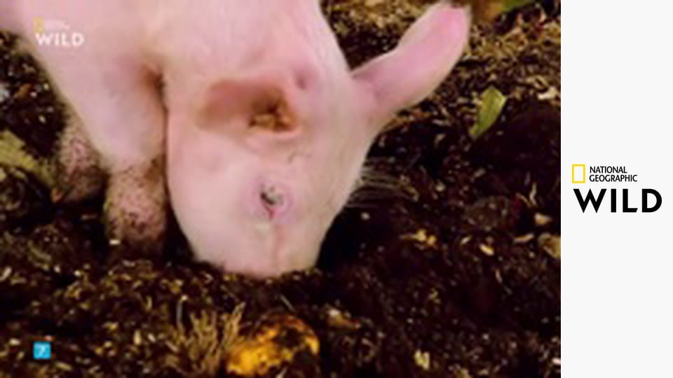 Jedinečná zvířata - výběr S1E2 - Prasata a psi