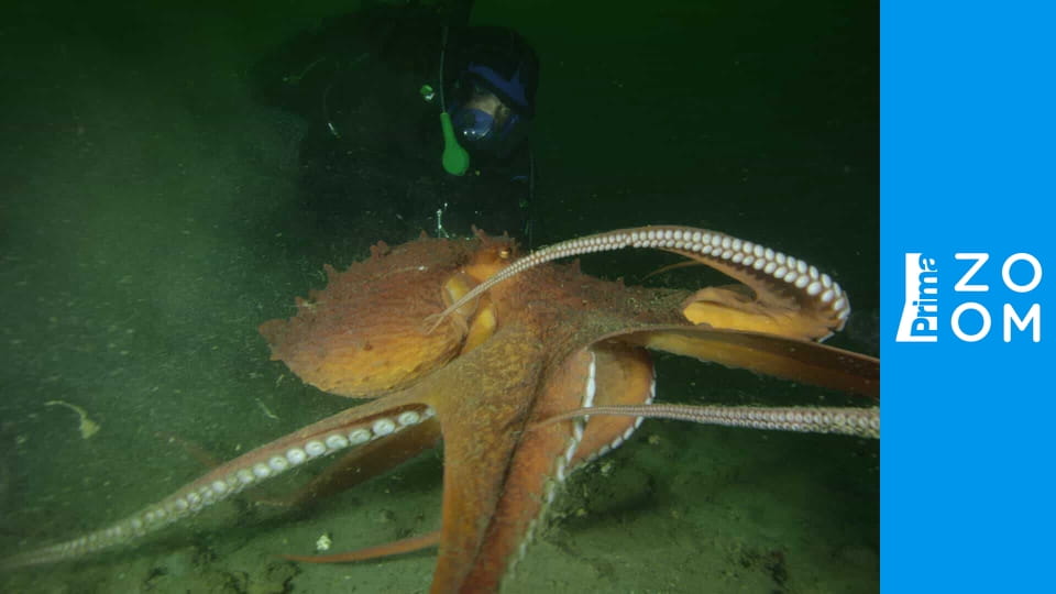 Říční monstra S9E5 - Chladnokrevný zabiják