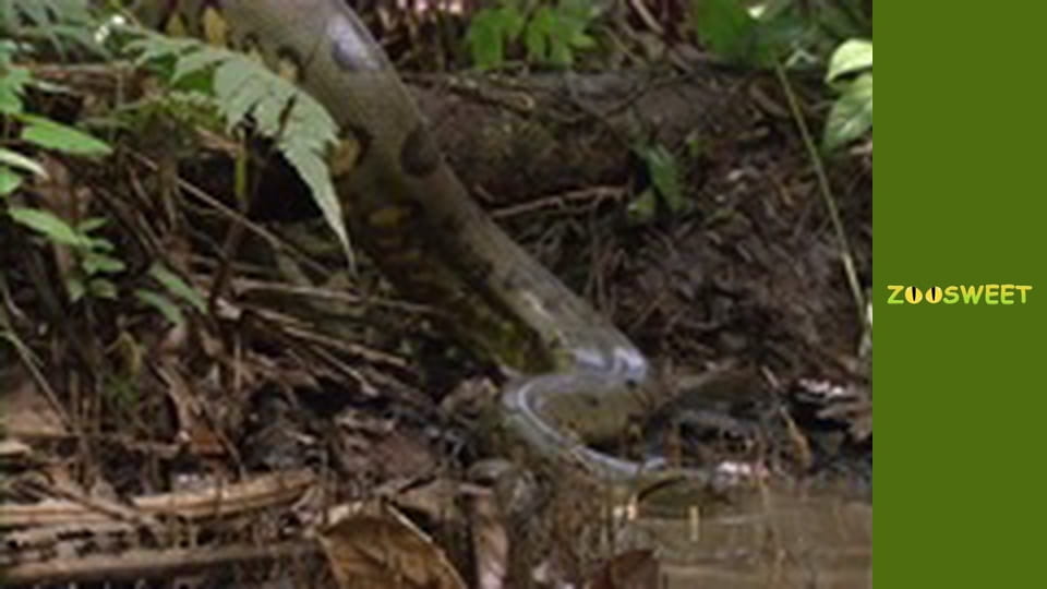 World of the Wild - episode 1