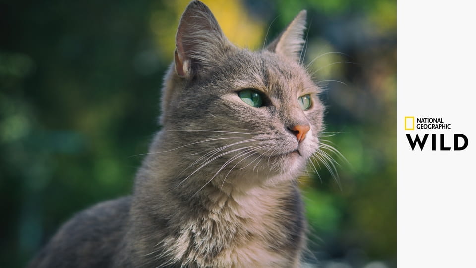 Critter Fixers: Az állatok szolgálatában S6E1 - Kutyabajok