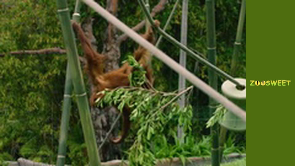 Walking Wild at the San Diego - episode 22