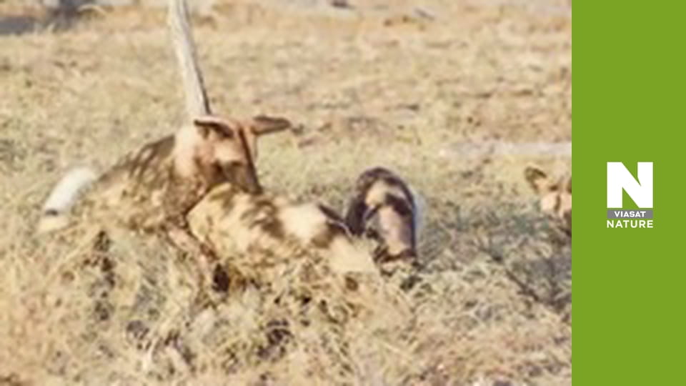 Hot Life: Africa - Wild Dogs, Tough Territory