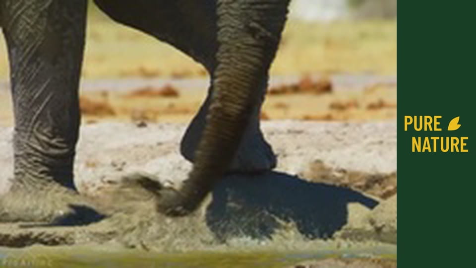 Африканска дива природа: Слонове, Част 2