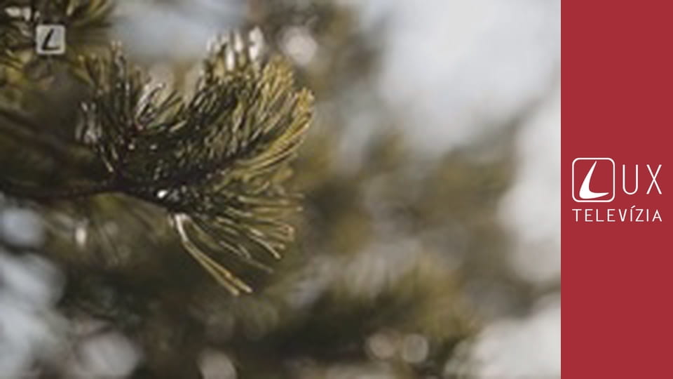 Effeta - Liturgický rok A