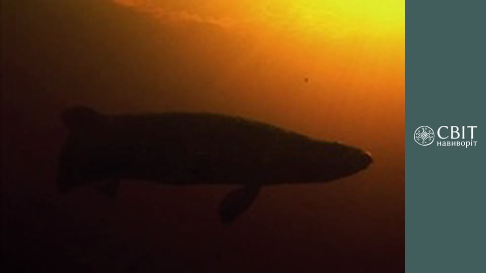 Season 10, Episode 12, Brazil