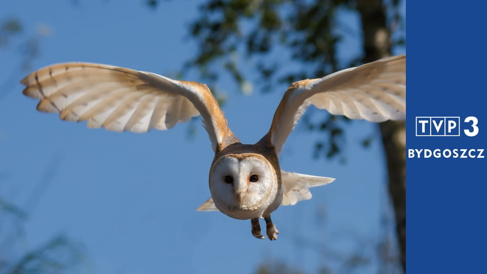 Prywatne życie zwierząt S3E2 - Ewolucja