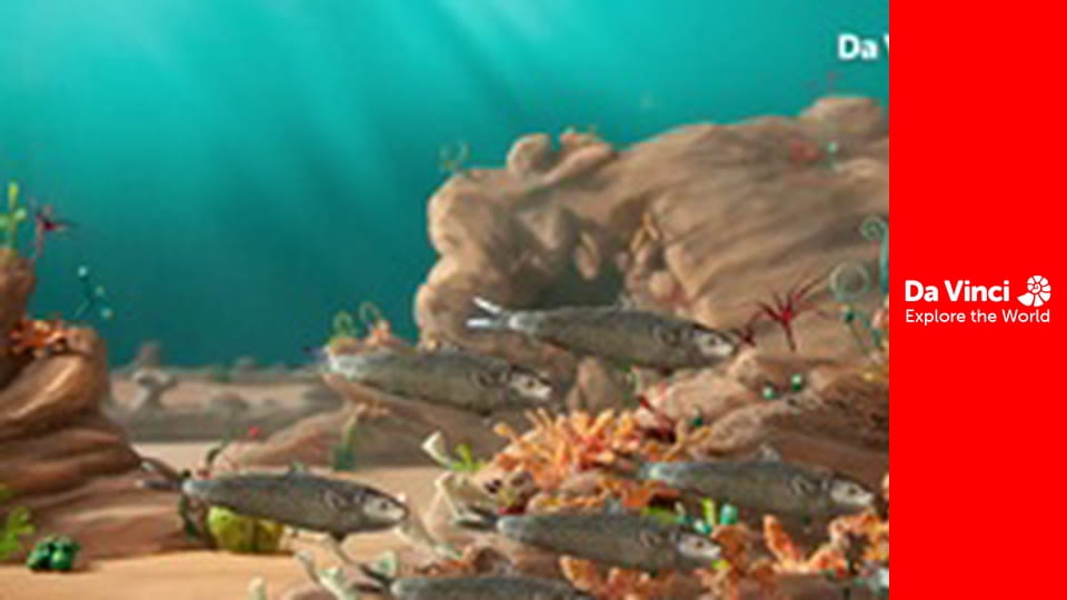 Állatkölykök - Papagájhalak