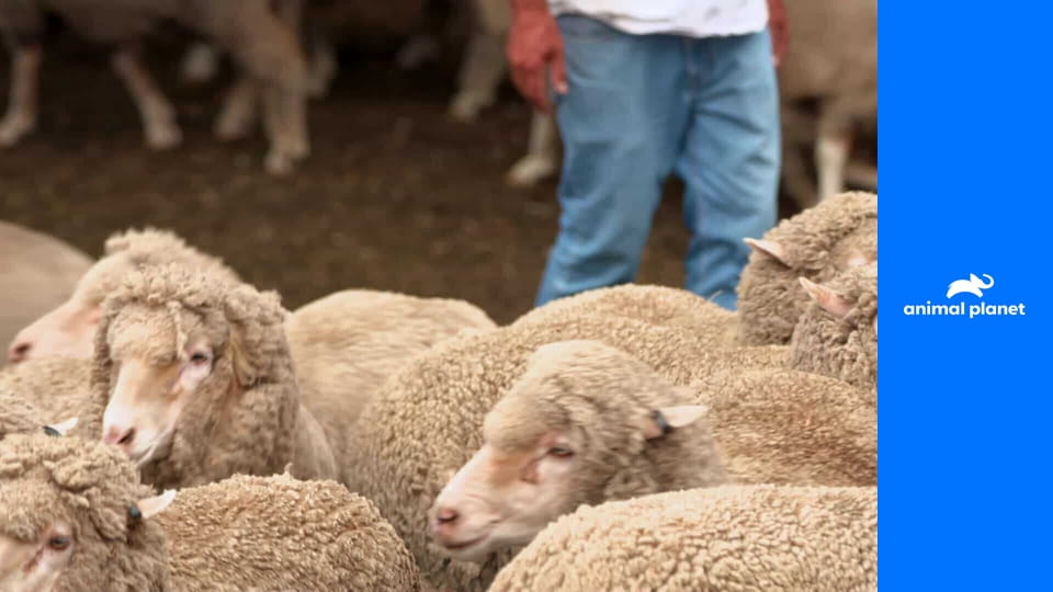 Jak to zvířata dokážou S1E19