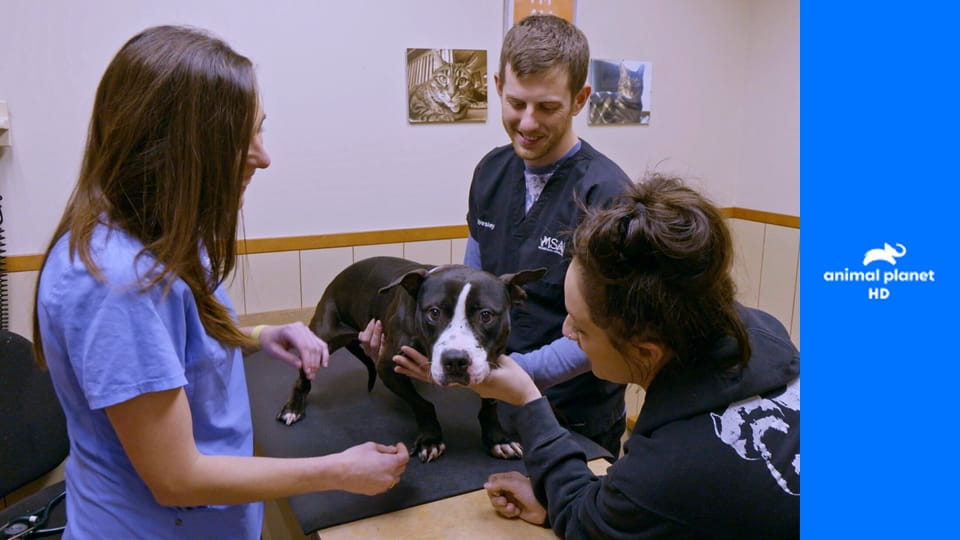 На свободу с питбулем S9E23 - Восставшие из пепла