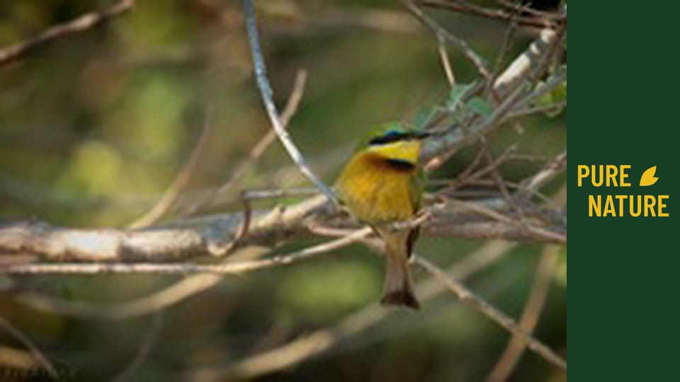 Úžasní afričtí ptáci – část 3