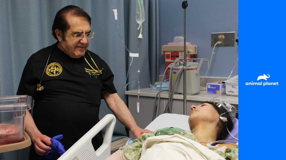 Pokoli macskák S9E7 - A zsarnok