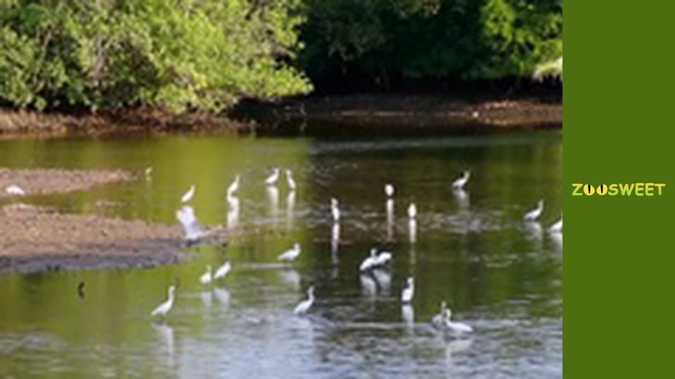 World of the Wild - episode 11