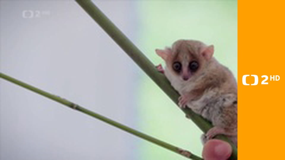 Zvířecí odysea E3 - Cesta jihoamerické opice