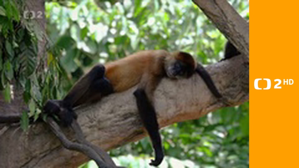 Zvířecí odysea E3 - Cesta jihoamerické opice