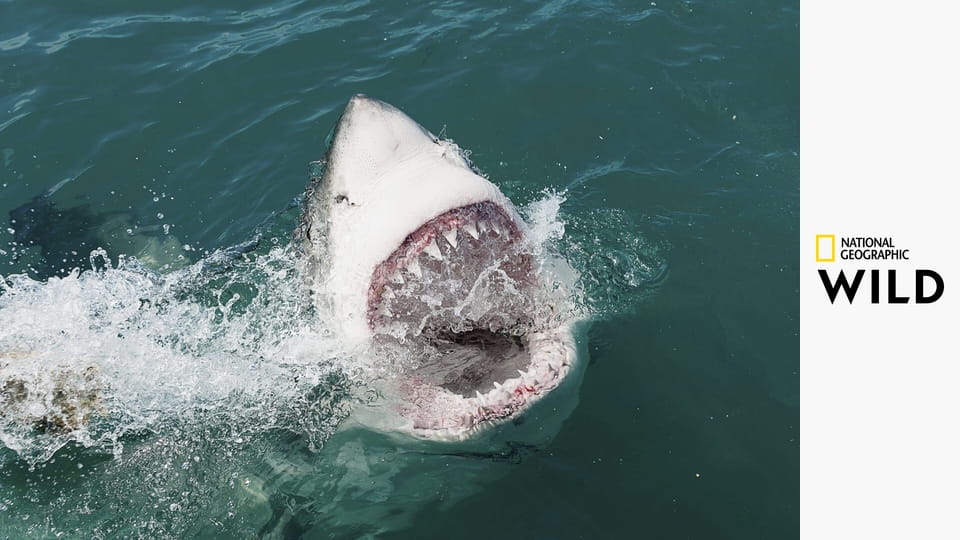 Walki zwierząt S3E1 - Zażarty pojedynek
