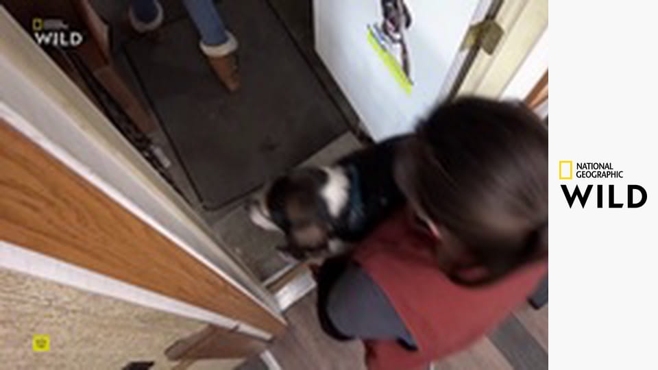 Skvělý dr. Pol S20E14 - Chyťte kozu