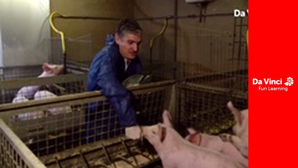 Futuris - De la resturi la carne de porc