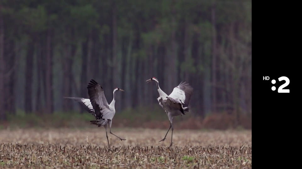 Byť tak zvieratkom E36 - Hyena