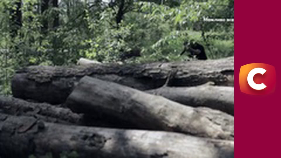 "Історія одного злочину", 7 сезон, 48 еп. "Культ звіра".