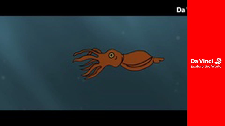 Állatkölykök - Pingvinek