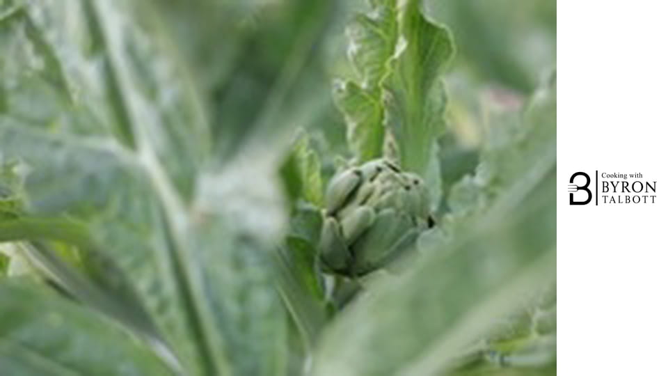 Growing and Cooking Artichokes