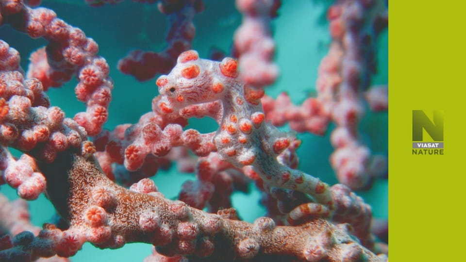 Тихий S1E4 - Глибоководдя