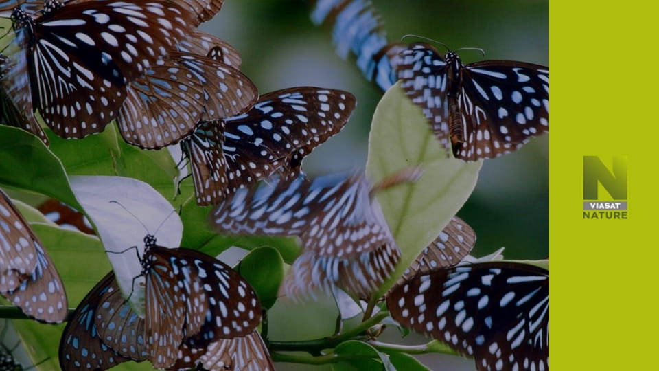 Дикі таємниці Китаю S1E2 - Острівні тропічні ліси