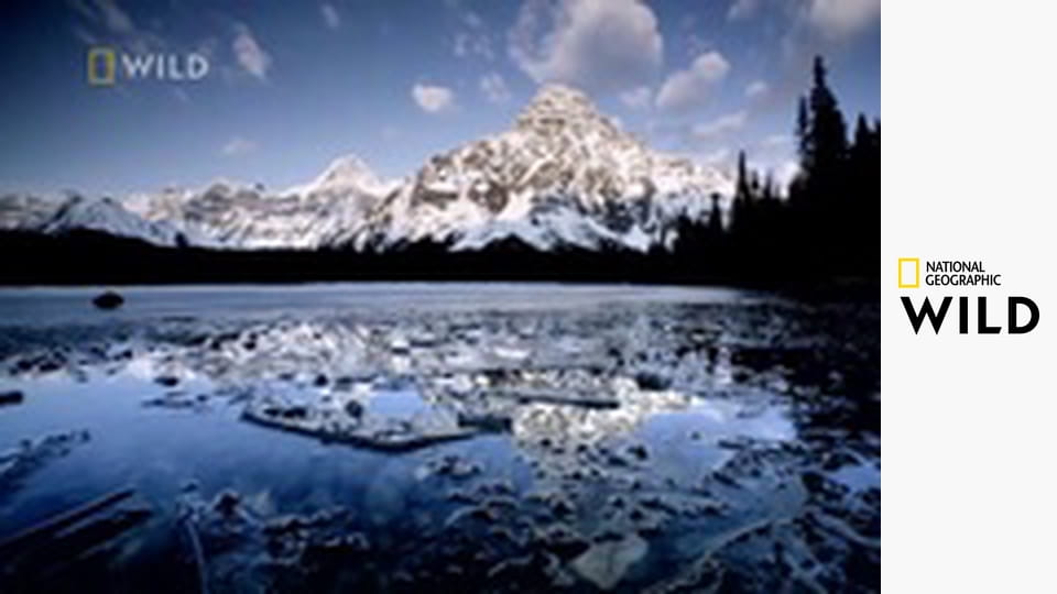 Walki zwierząt S3E2 - Krwawe potyczki