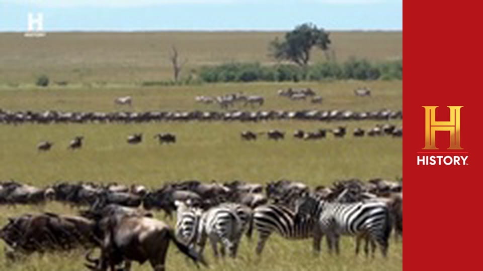 Звезды ломбарда, 24 сезон, 13 эп. В ломбарде не плачут.