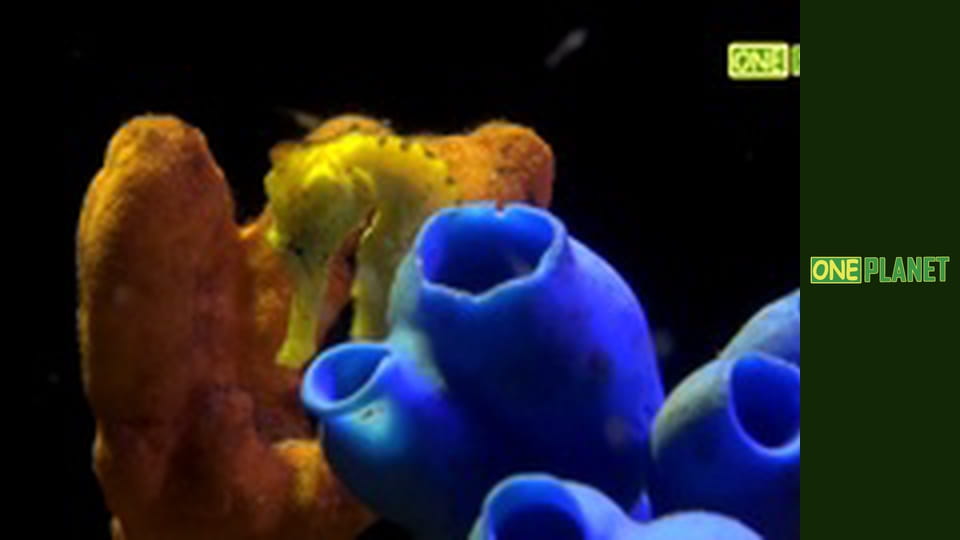 Удивительно, 3 эп. Изменения цвета животных.