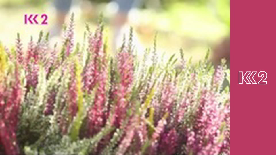 Шість соток S2E32