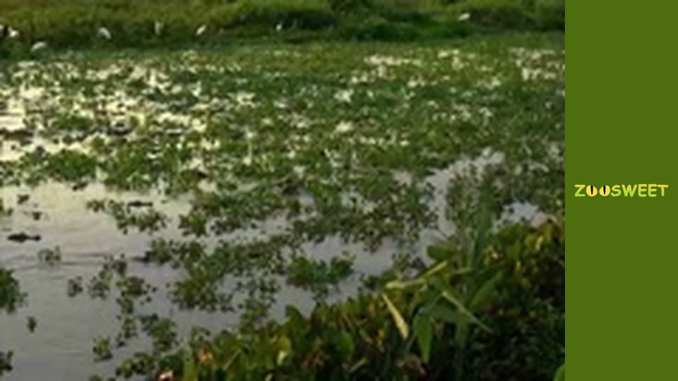 Let's go Wild, Episode 23