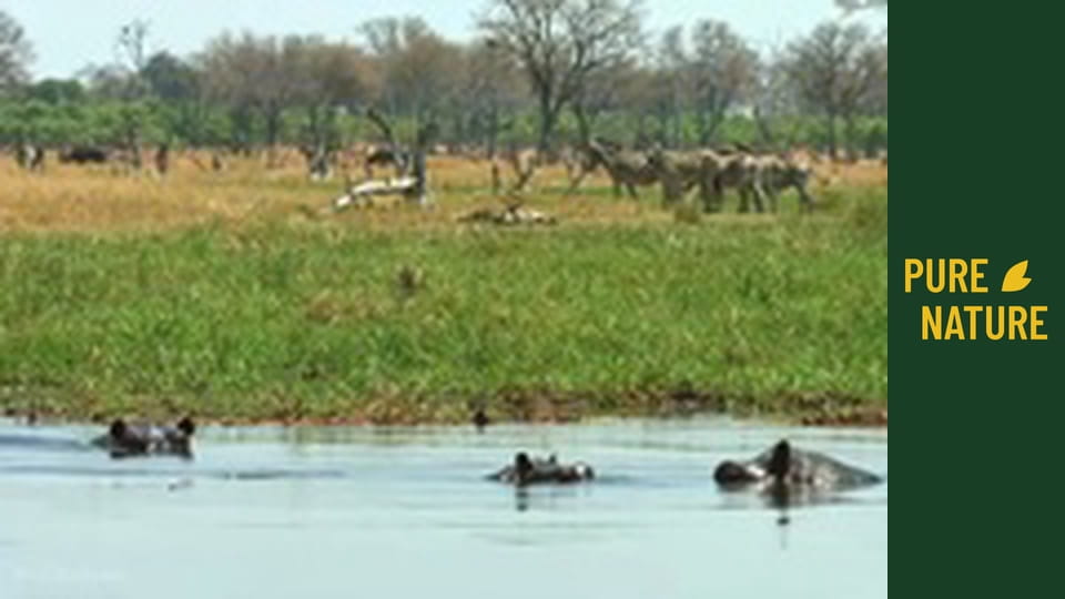 Zwierzęta Afryki: Zebry i żyrafy pustyni Kalahari