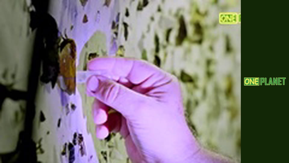 Загадочный мир насекомых.