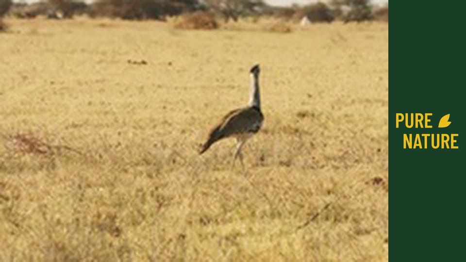 Úžasní afričtí ptáci – část 2