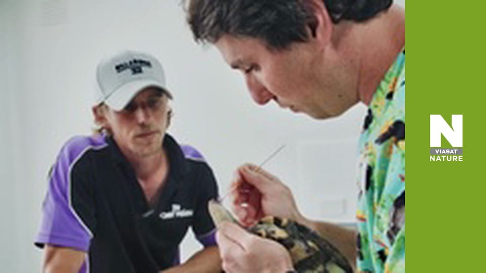 The Bizarre Pet Vets - Episode 1