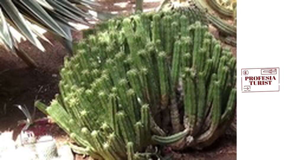 Ив Сен Лоран спасява градините на Мажорел (Маракеш, Мароко)