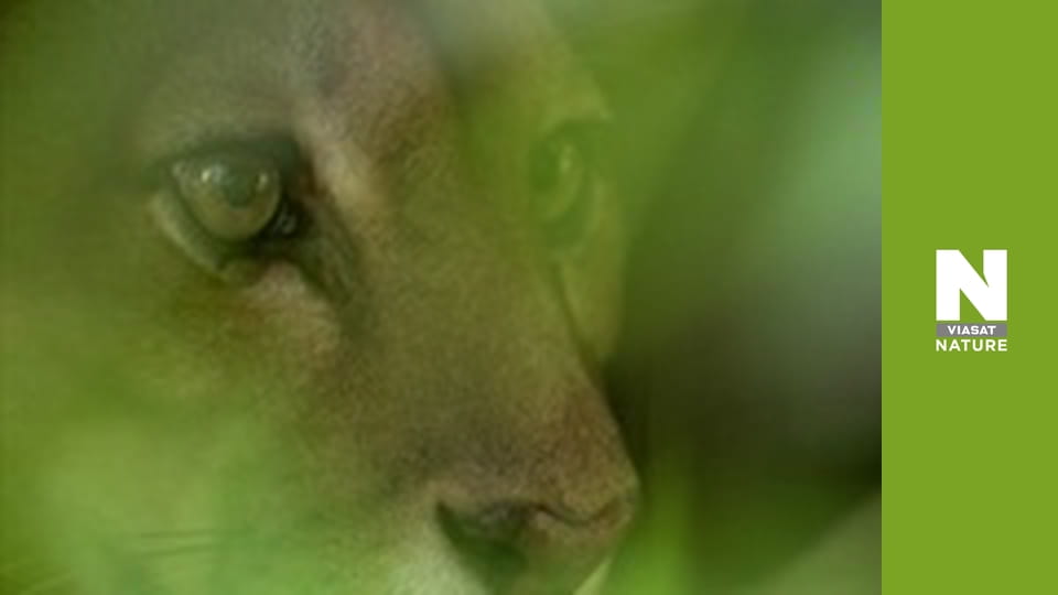 Wildest Latin America - Venezuela